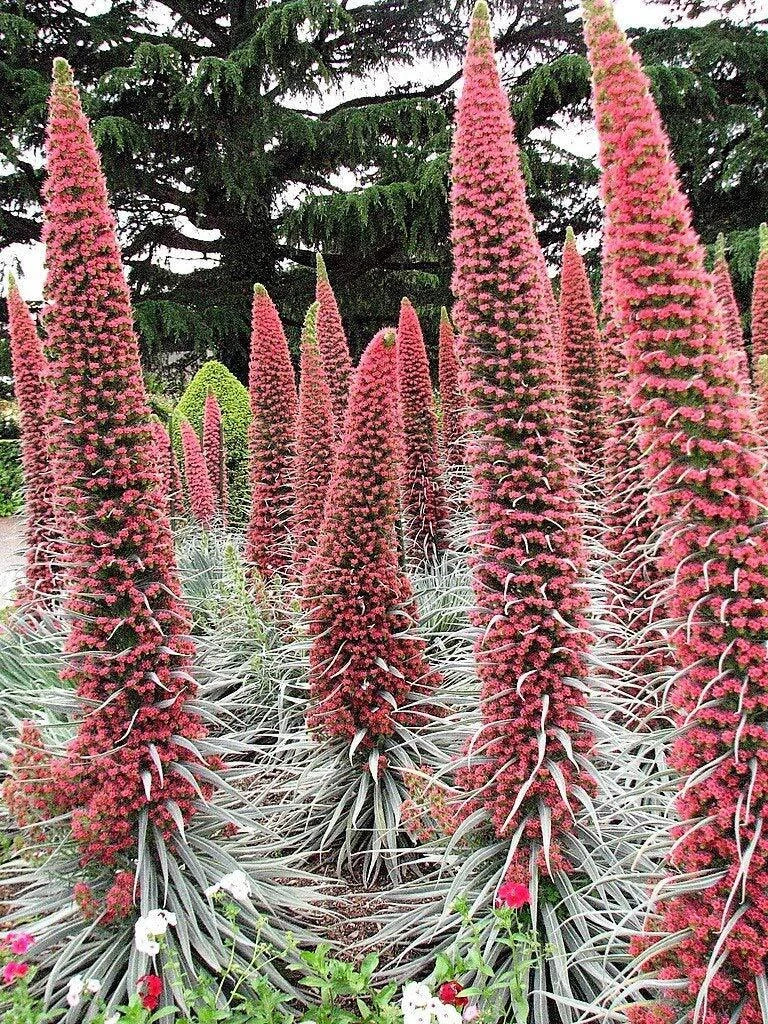 Tower of Jewels Red Bugloss Seeds 25 Count Echium Wildpretii Ruby Hummingbird Attracting Flowers