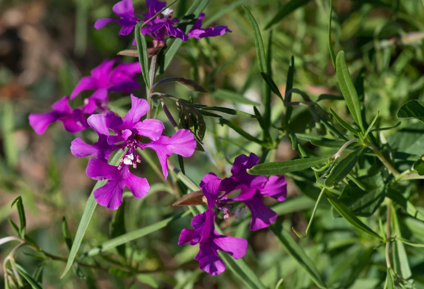 Clarkia Pulchella Seeds - 200 Count Non-GMO Deerhorn Clarkia Flower Seeds for Garden