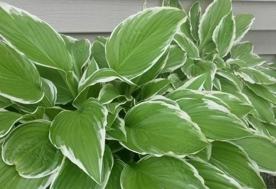 Hosta Bareroot Plant - Undulata Albomarginata Perennial Root with White-Edged Foliage for Shade Gardens