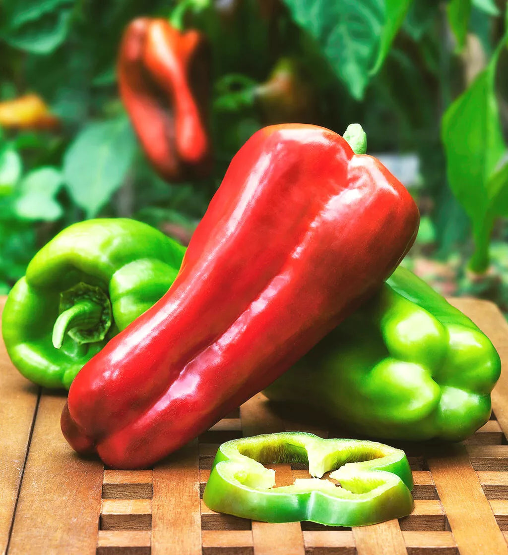 Sweet Big Bertha Pepper Seeds – 1000 Count, Elongated Red Bell Peppers, Thick-Walled Capsicum annuum for Stuffed Peppers
