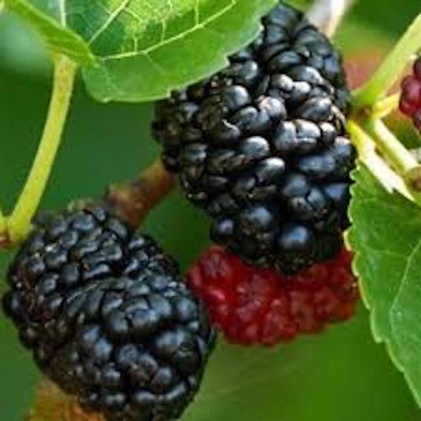 Dwarf Mulberry Tree Bare Root - Everbearing Morus sp. Fruit Plant for Small Gardens & Containers