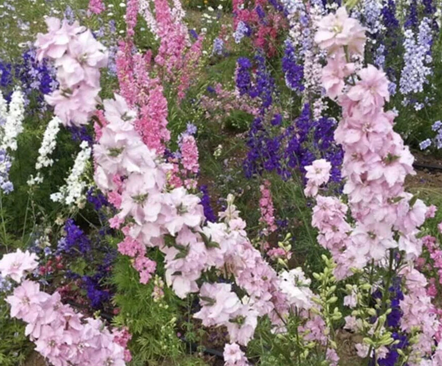 Larkspur Seeds - Imperial Giant Mix - Colorful Annual Flower Seeds - Delphinium ajacis