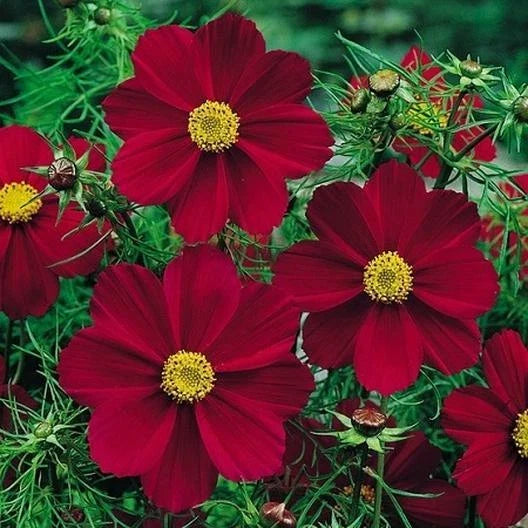 Cosmos Seeds - 50 Non-GMO Versailles Tetra Red Flower Seeds for Pollinators & Butterflies - Cosmos bipinnatus