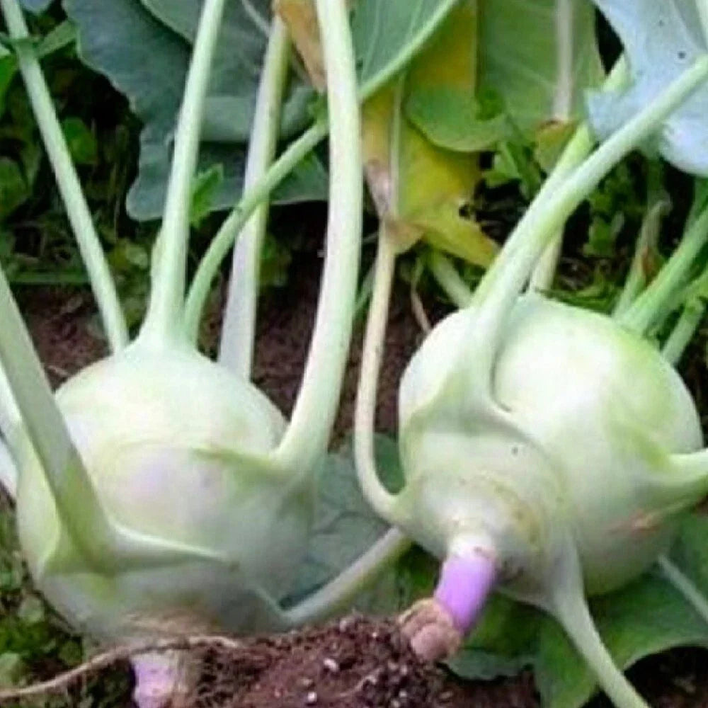 Kohlrabi Seeds Early White Vienna NON-GMO Heirloom Brassica oleracea