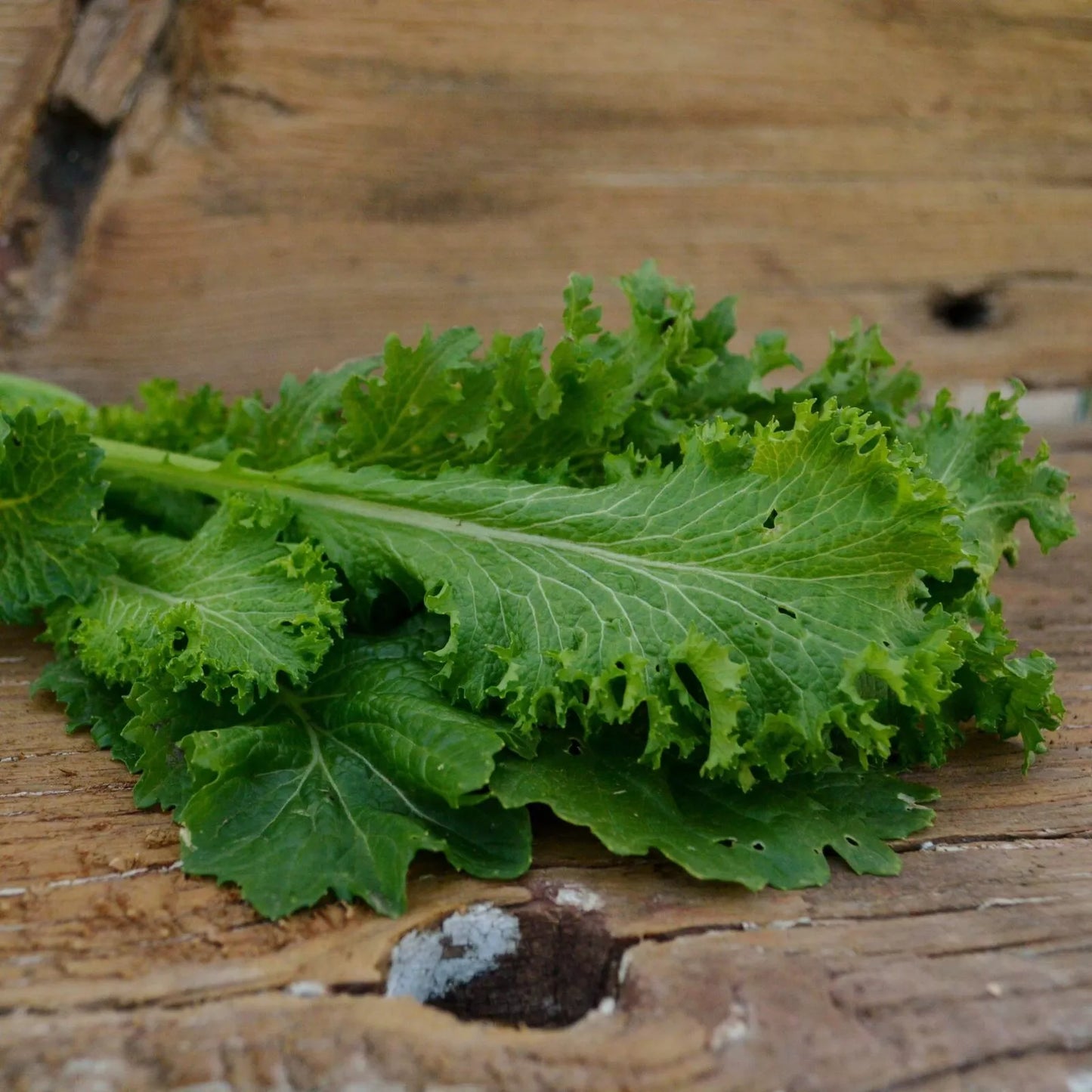 Giant Curled Mustard Seeds - 300+ Count | Brassica juncea | Fresh USA Grown Garden Seeds