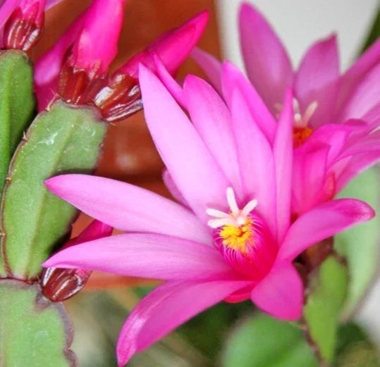 Easter Cactus Live Plant 2-4" Pink Rhipsalidopsis gaertneri Indoor Flowering Succulent