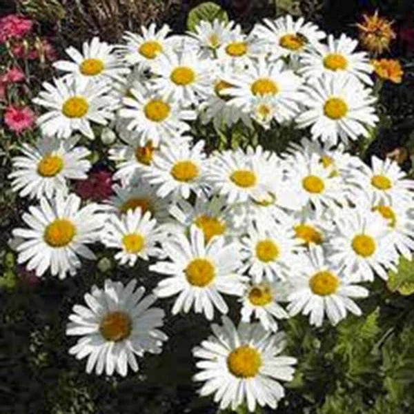 Shasta Daisy Seeds - 100 Count | Leucanthemum × superbum Bright White Flowers