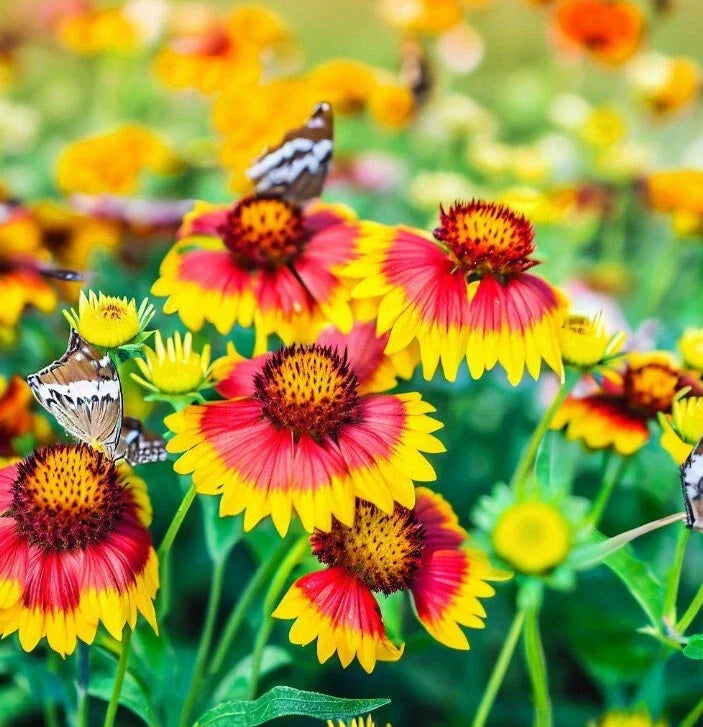 Gaillardia pulchella Indian Blanket Flower Seeds - Vibrant Red & Yellow Blooms, Drought-Tolerant