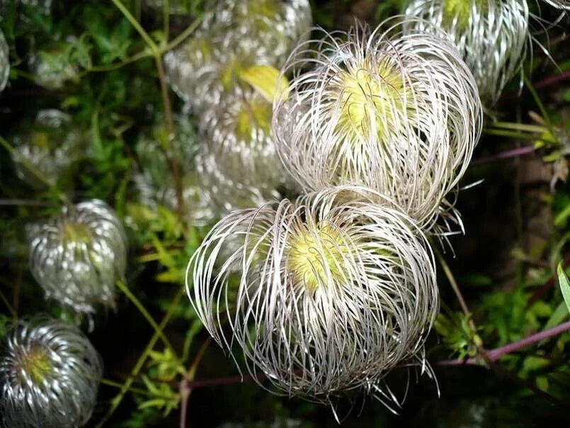 Golden Clematis Seeds for Planting, Clematis tangutica, Climbing Vine, Flowering Perennial Garden Plant, 30 Seeds