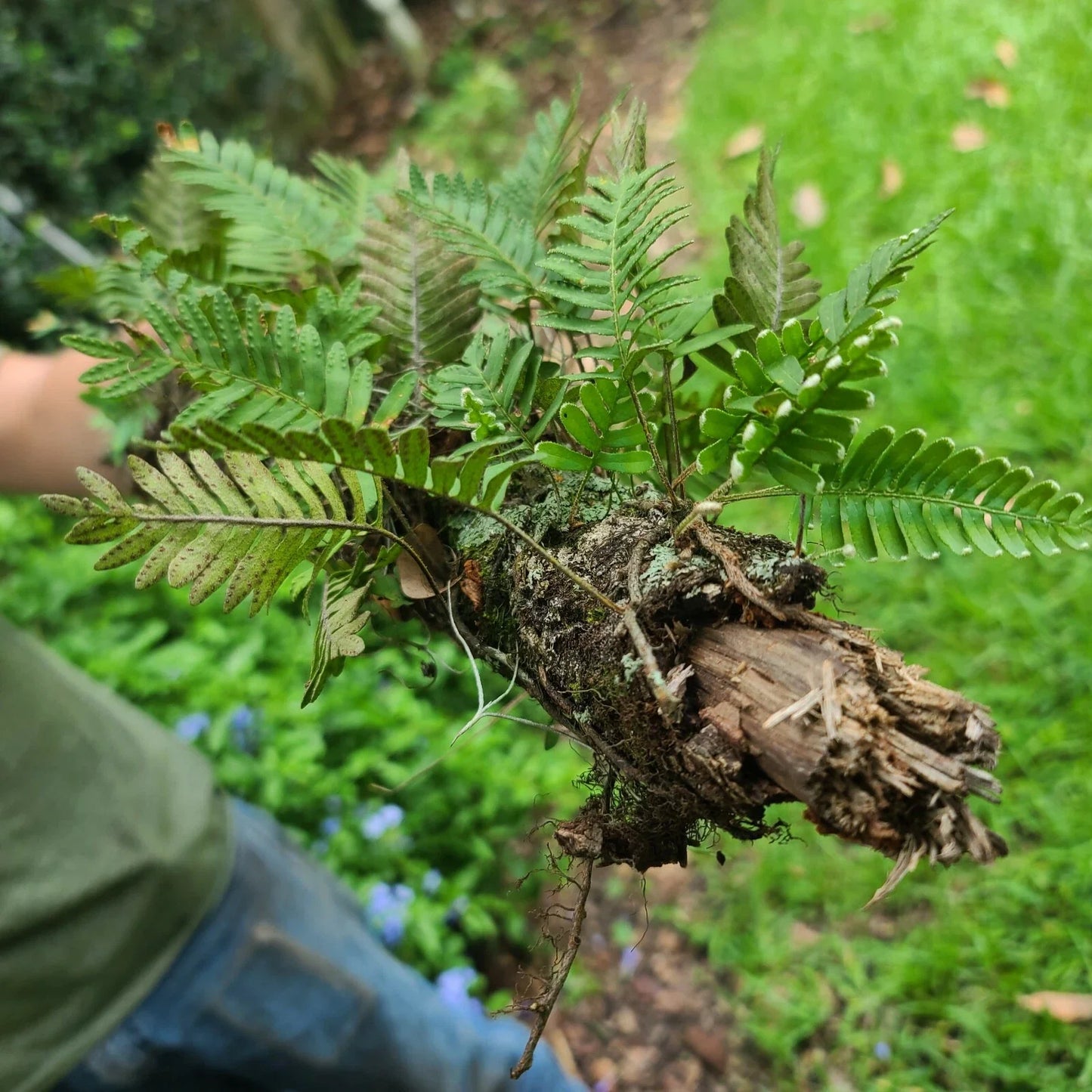 Live Resurrection Fern Plant on Stick – Pleopeltis polypodioides – Epiphytic Fern for Terrariums & Indoor Gardens