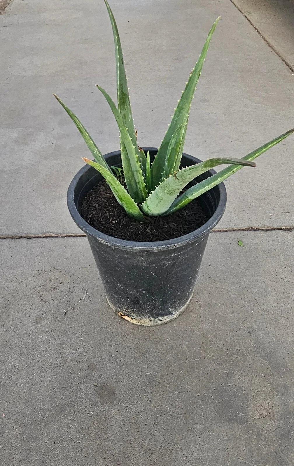 Aloe Vera Plant 5 Gallon Bare Root Live Plant Aloe barbadensis miller Indoor Outdoor Succulent