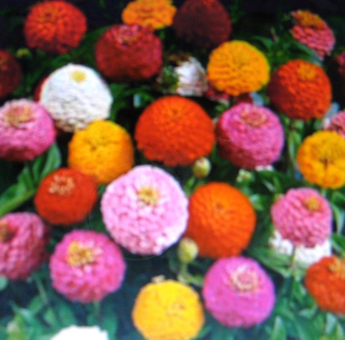 Zinnia Seeds - Lilliput Mixture - Colorful Annual Flowers - Zinnia elegans for Borders & Containers