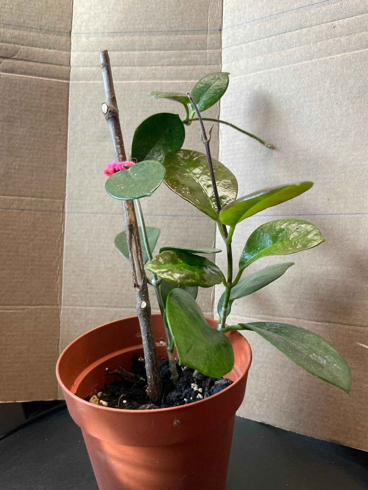 Hoya Carnosa Snow Ball Well-Rooted Cutting Plant 10-12" Indoor Houseplant, Easy Care, Waxy Leaves, Fragrant Flowers