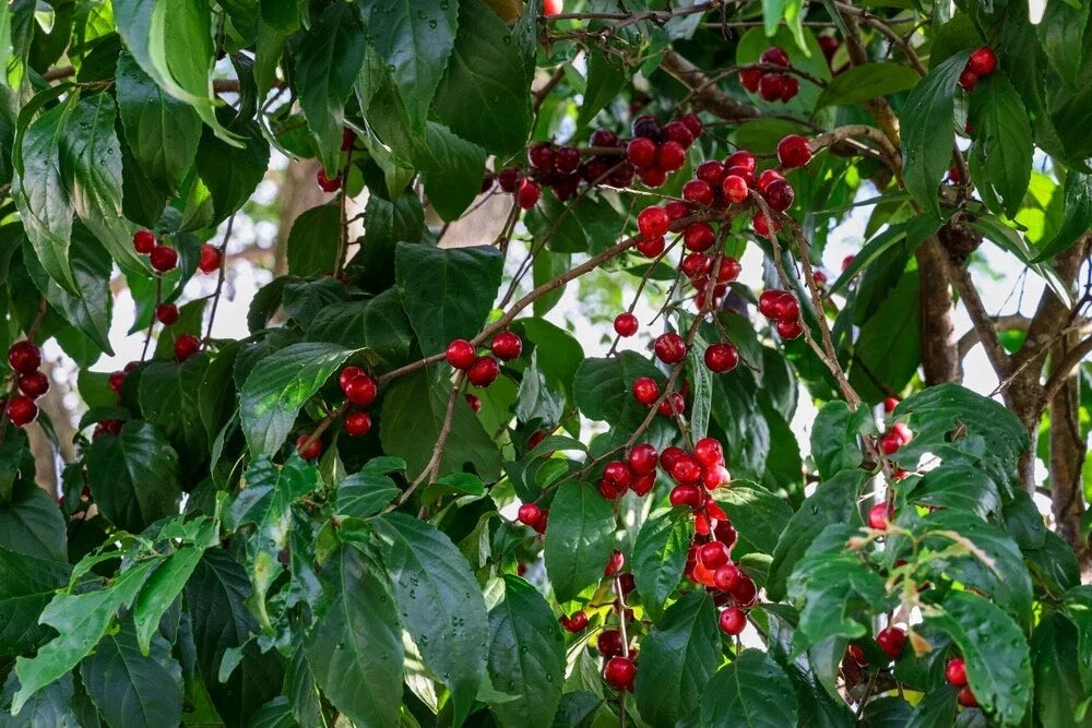 Jamaican Cherry Tree Seeds - 30 Seeds Eugenia uniflora Tropical Fruit Tree for Home Gardening