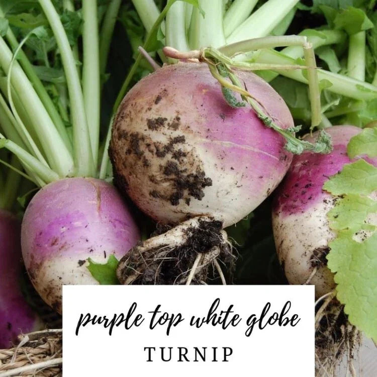 Turnip Seeds - 50 Heirloom Purple Top White Globe Organic NON-GMO Brassica rapa