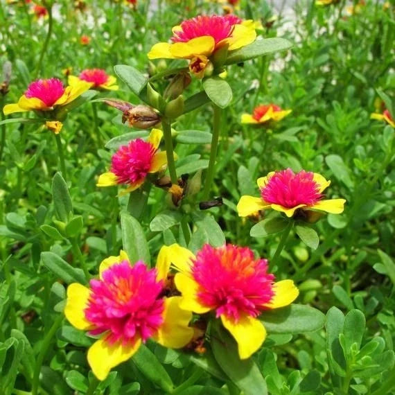 Hot Pink and Yellow Purslane Cuttings - Portulaca grandiflora - Easy to Grow for Gardens & Containers