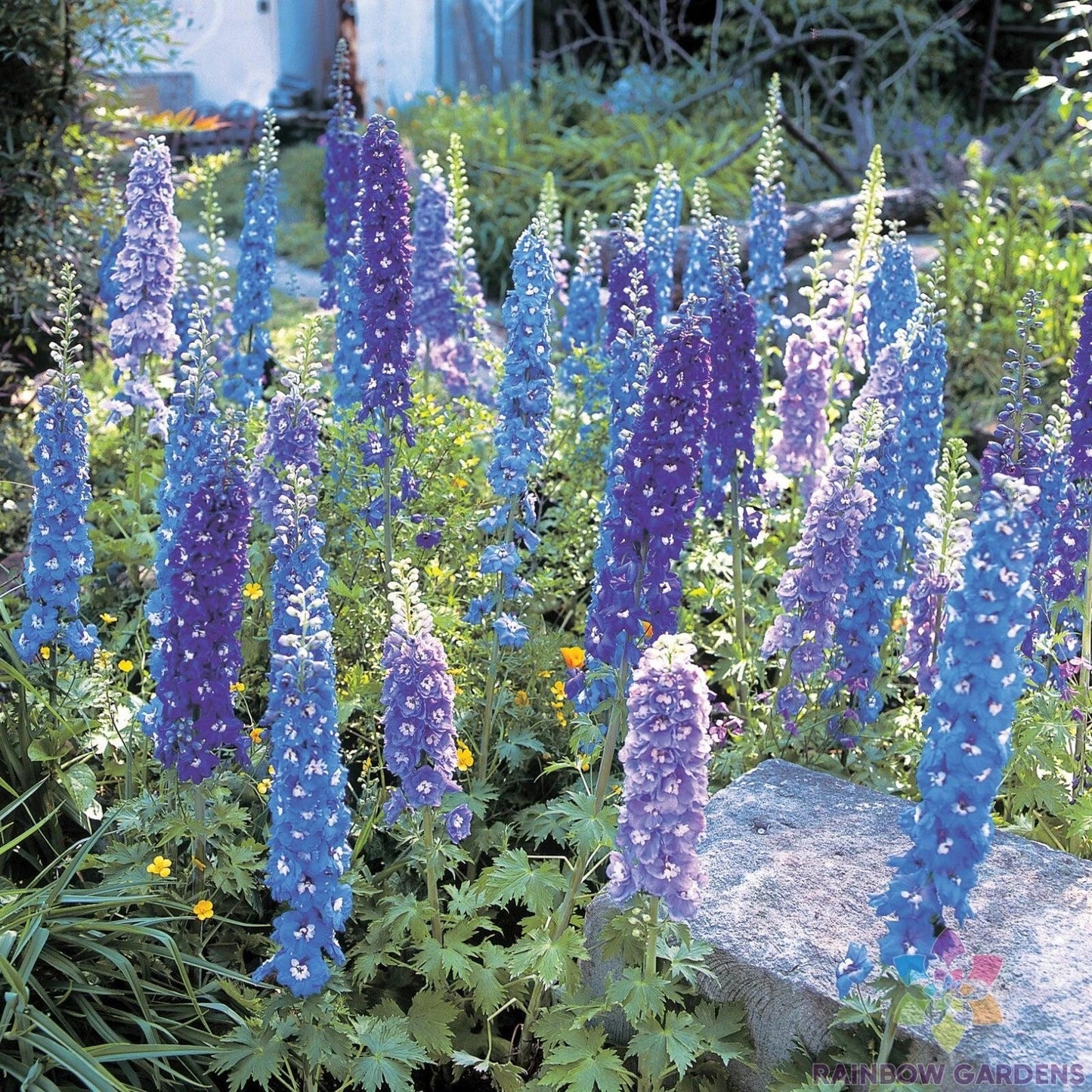 Blue Mix Delphinium Seeds - 200+ Non-GMO Garden Planting for Borders & Cut Flowers - Delphinium elatum
