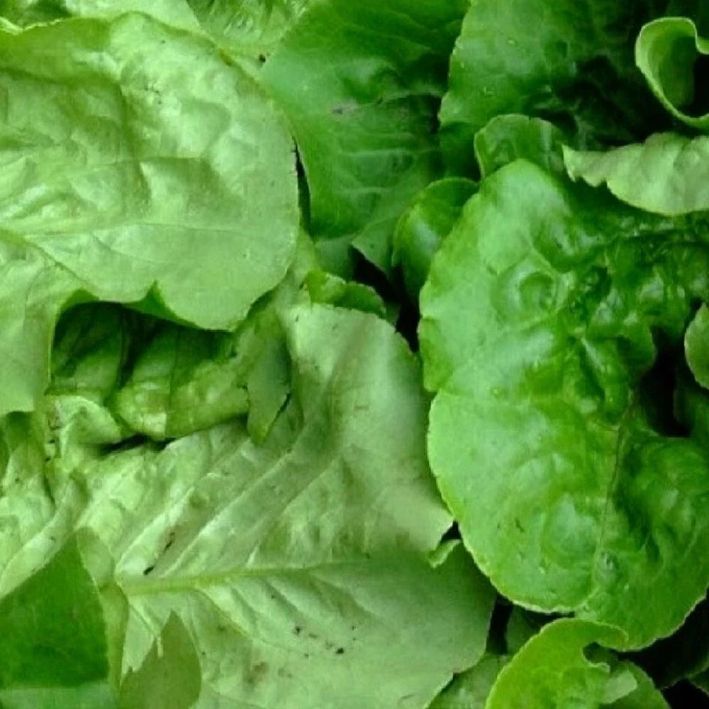 Viroflay Spinach Seeds - Heirloom NON-GMO, Large Leaf, Fresh Garden Seeds, Spinacia oleracea