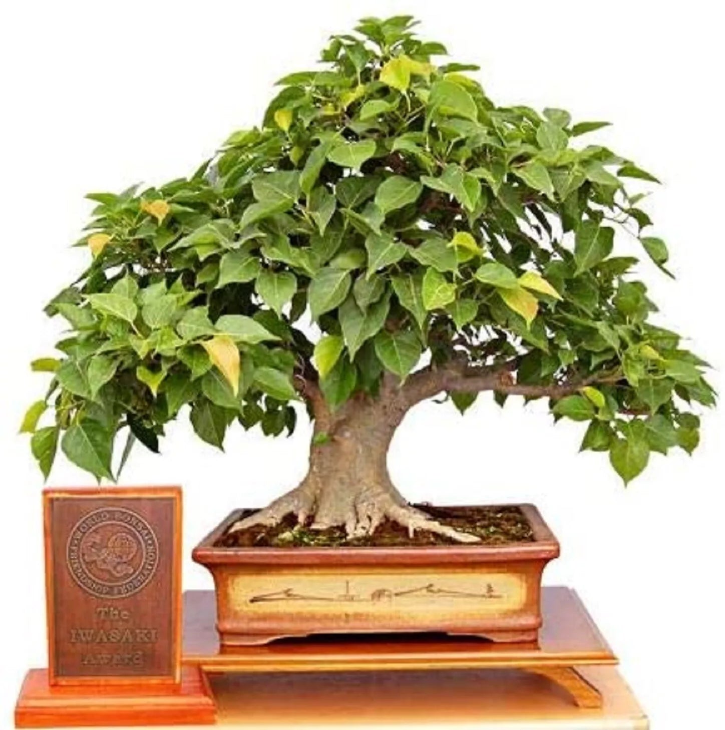 Sacred Fig Bonsai Tree Seeds - Ficus Religiosa - Indoor/Outdoor Planting - 25+ Seeds for Gardening & Bonsai Cultivation