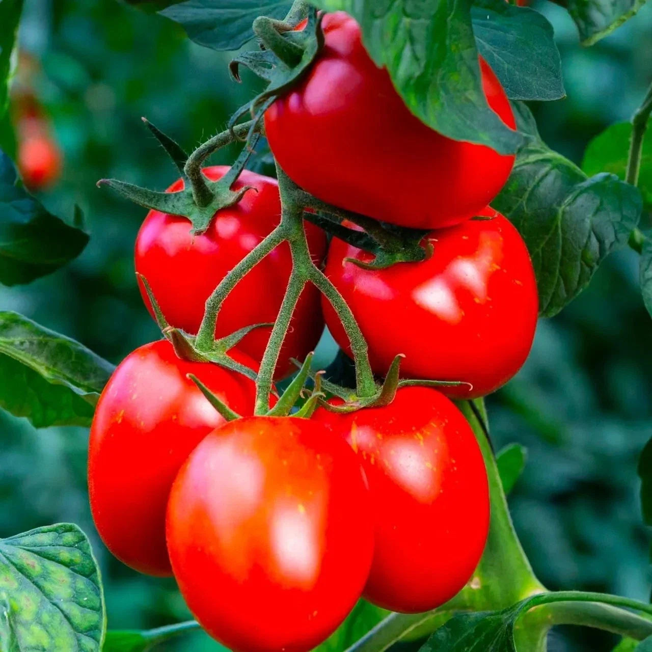 Organic Rio Grande Tomato Seeds - Heirloom, Non-GMO, Pack of 30+ for Home Gardening, Culinary Use, Solanum lycopersicum