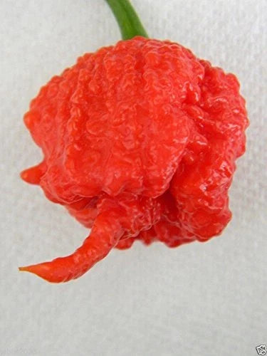 Carolina Reaper Seeds - 10 Organic Capsicum chinense - World's Hottest Chili Pepper for Hot Sauces & Spicy Dishes
