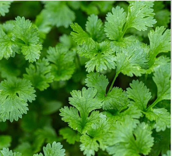 Cilantro Seeds 500 Count | Coriandrum sativum | Asian Variety Herb Garden Seeds for Indoor & Outdoor Planting
