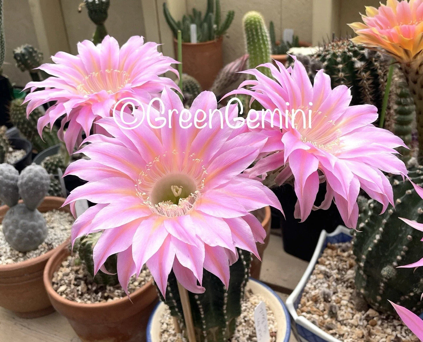 Rare Echinopsis Hybrid Cactus Pup - Fragrant Rooted Plant in 4-Inch Pot | Succulent, Indoor & Outdoor
