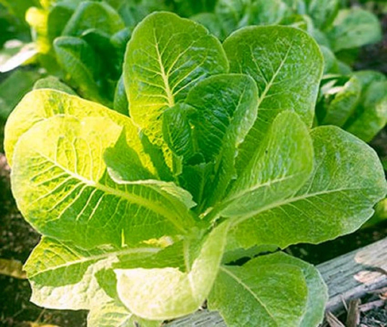 Little Caesar Lettuce Seeds - 250+ Non-GMO Romaine Variety (Lactuca sativa) for Home Gardening