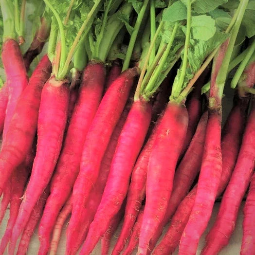 Fire Candle Radish Seeds - Long Pink Daikon Raphanus sativus for Home Gardening, Non-GMO, High Germination Rate