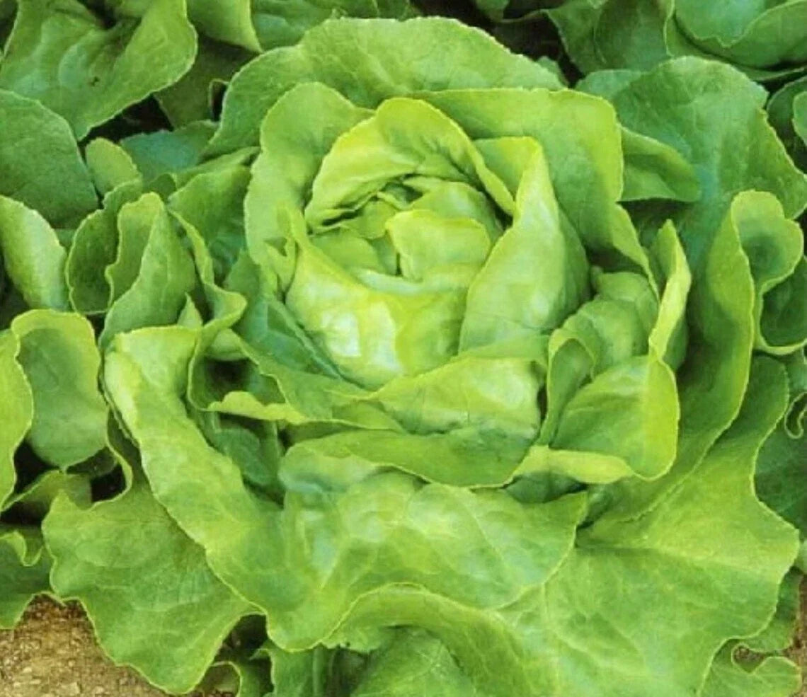 White Boston Lettuce Seeds – Non-GMO Butterhead Lactuca sativa for Home Gardens, Containers, and Raised Beds