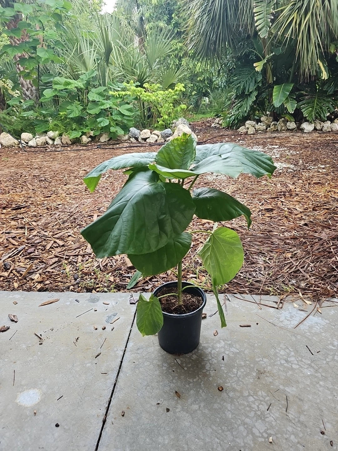 Rare Ficus Umbrellata Umbellata Tree Fig 24" Live Plant - Unique Indoor Tropical Houseplant