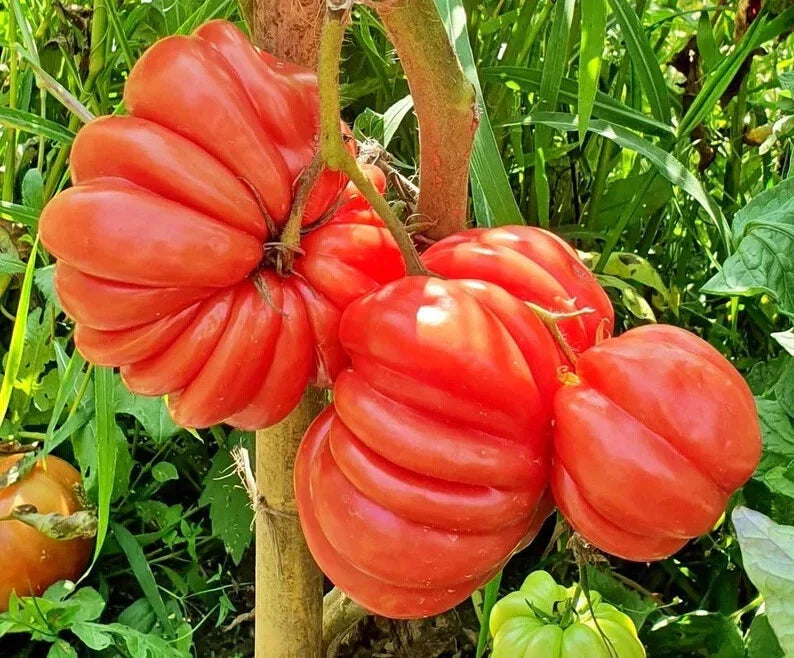 Mushroom Basket Tomato Seeds - 40 Organic Heirloom Seeds - USA Grown