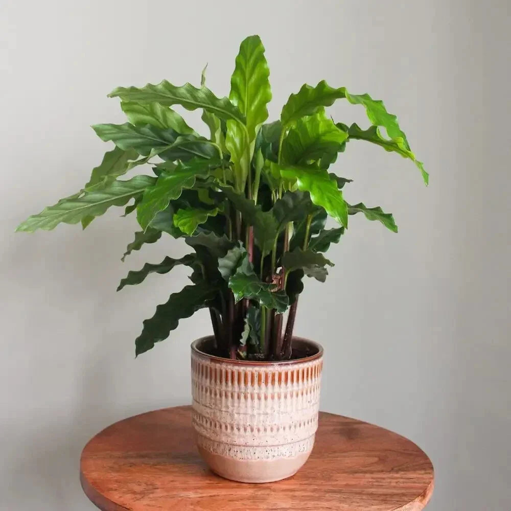 Furry Feather Calathea Seeds - Calathea rufibarba - Indoor & Outdoor Planting - Garden Seeds for Landscaping