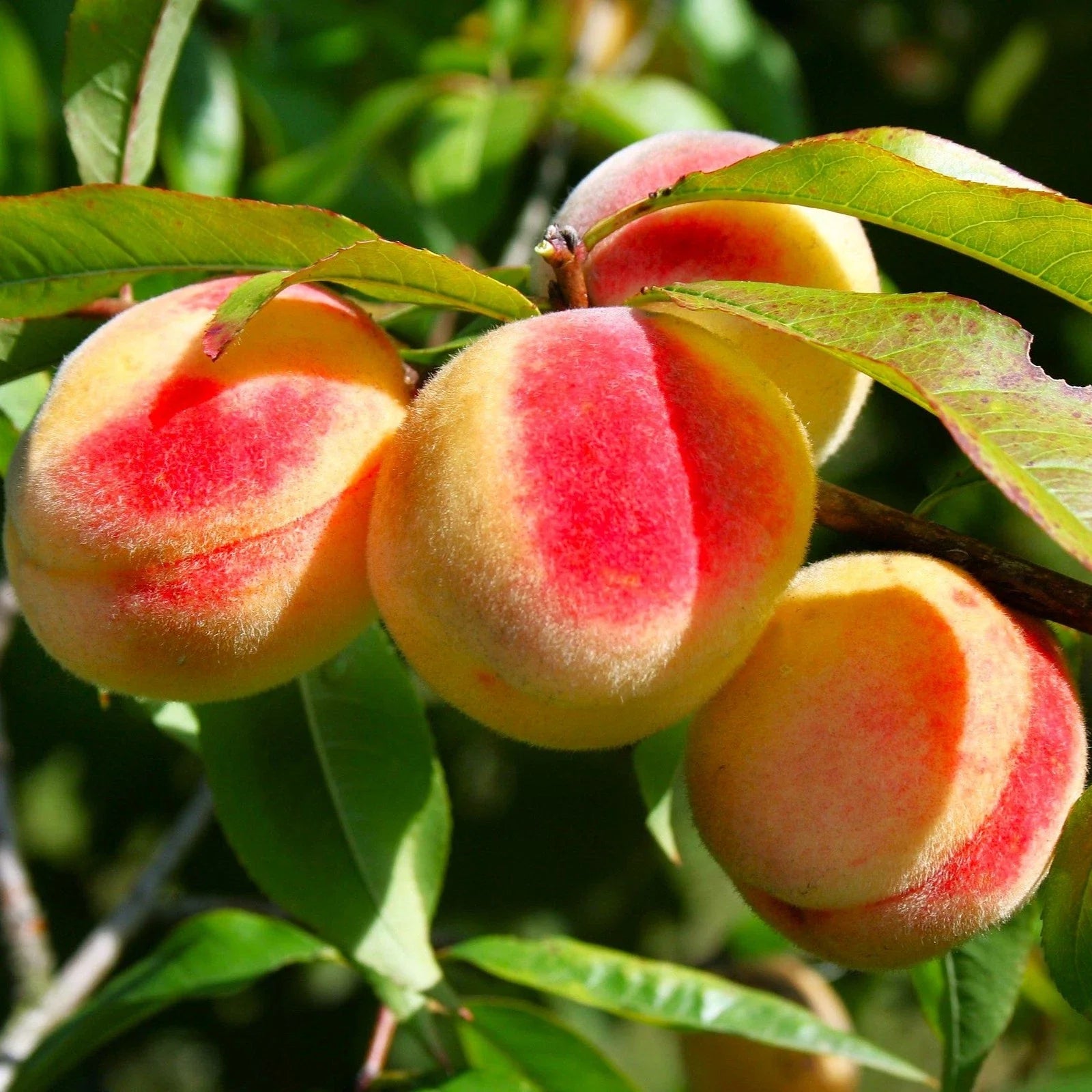 Nemaguard Peach Tree Seeds - Prunus Persica Rootstock for Orchard and Garden Cultivation