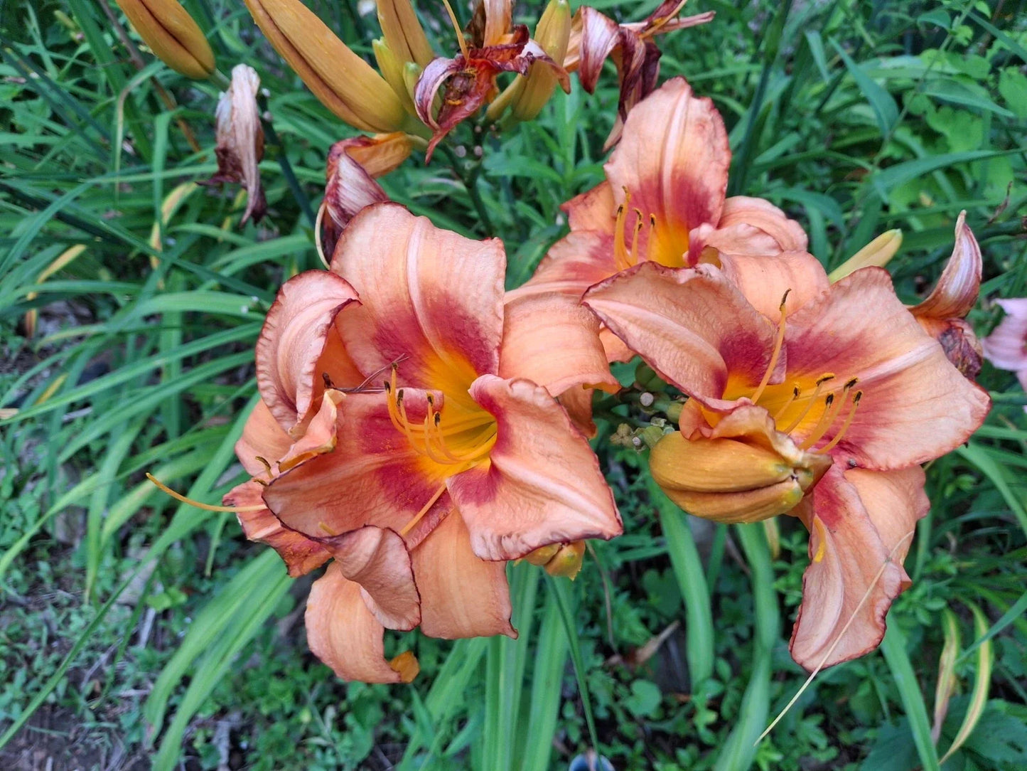 Daylily Starter Fan Bareroot - Hemerocallis Pirates Venture - Golden Yellow Blooms Live Plant for Gardens & Landscapes