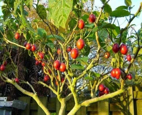 Tomato Tree Seeds - Tamarillo (Cyphomandra betacea) - Tropical Fruit Seeds for Planting, Small Tree or Shrub