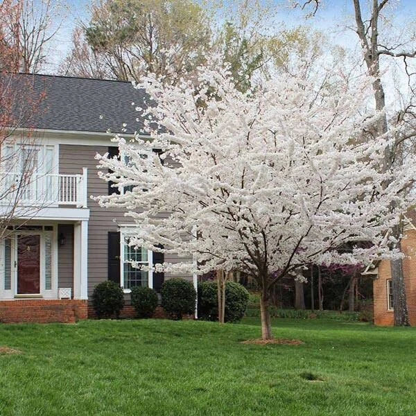 White Redbud Tree Seeds - 20 Pack | Cercis canadensis var. alba | 2024 Harvest