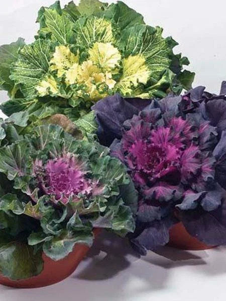 Ornamental Cabbage Seeds Osaka Mix - 40 Fresh Seeds Brassica oleracea