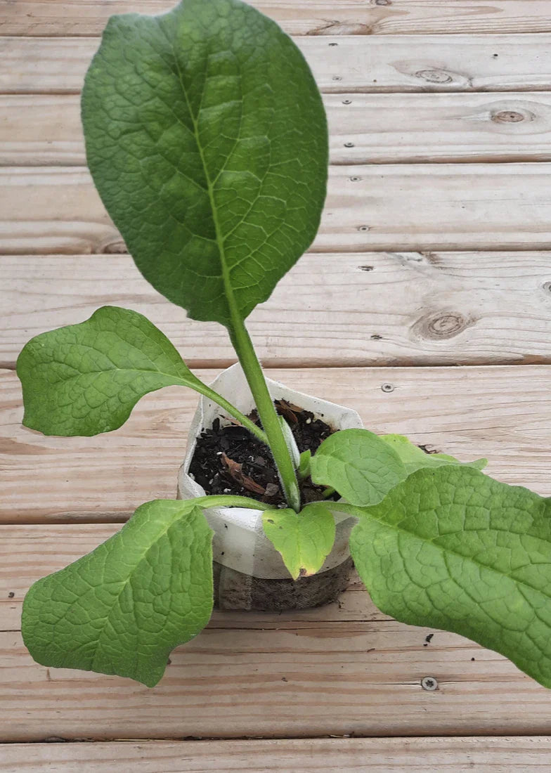 Mystery Dragonfruit Cuttings - 4+ Inches Fully Rooted Hylocereus spp. - Multiple Varieties for Indoor Outdoor Gardening