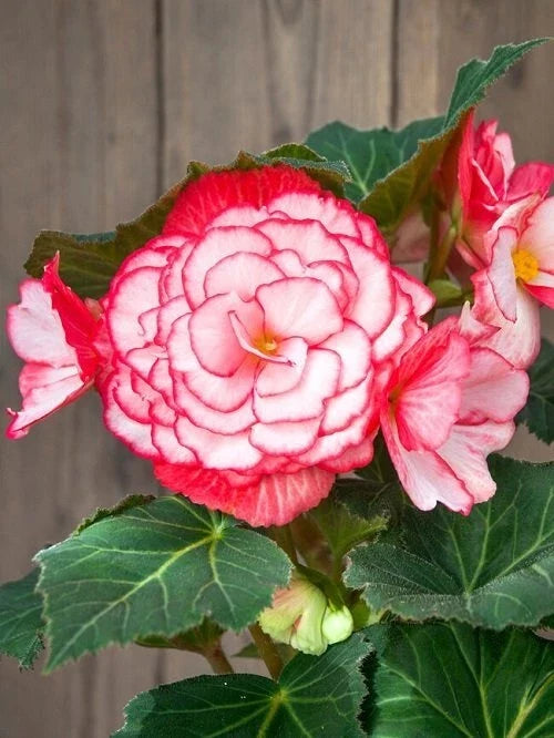 Begonia Seeds 1000 Count Glory Hot Tip Rose - Begonia x tuberhybrida Garden Plant Seeds for Shade