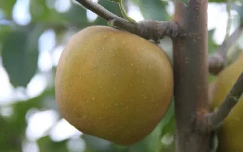 Pine Golden Pippin Apple Seeds, Malus domestica, Non-GMO, for Home Garden & Orchard Planting, USA Grown