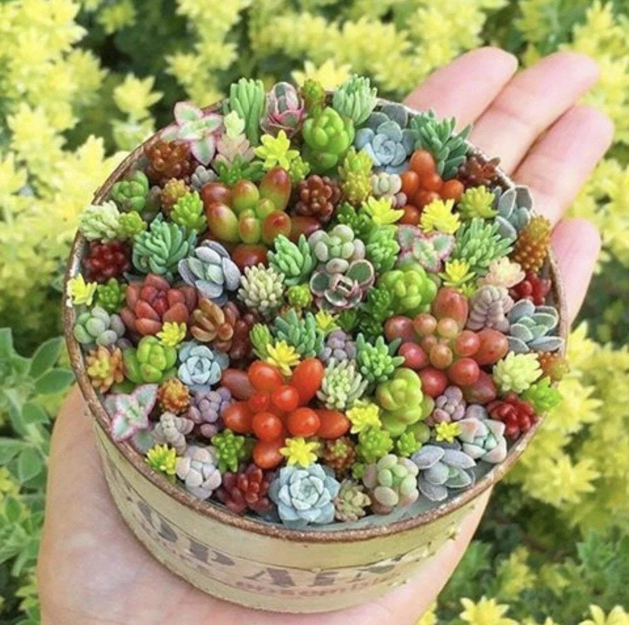 Rare Beauty Mini Succulent Seeds - 100 Mixed Varieties for Indoor & Outdoor Gardening, Easy to Grow