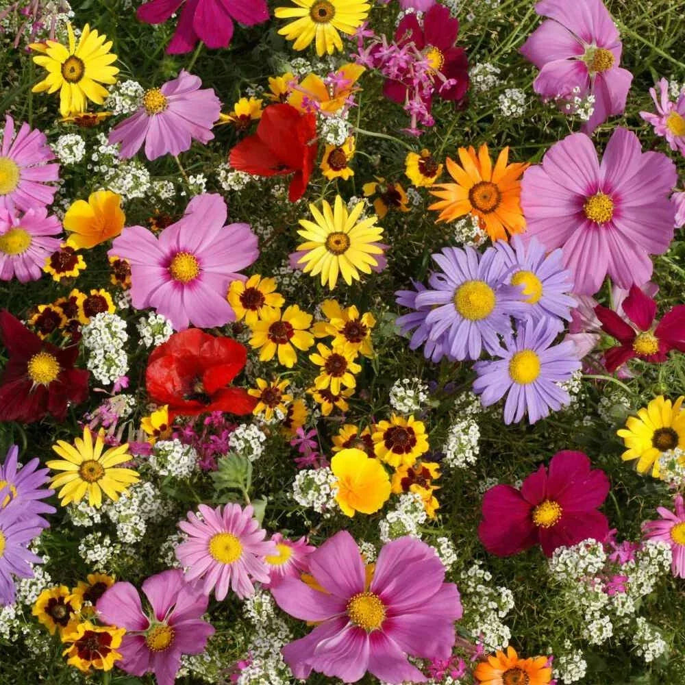 Annual Wildflower Seed Mix - 19 Varieties for Full Sun Gardens