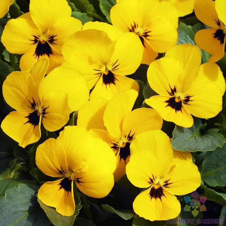Penny Yellow Pansy Seeds - Viola x wittrockiana, 200+ Pack for Garden Borders & Containers