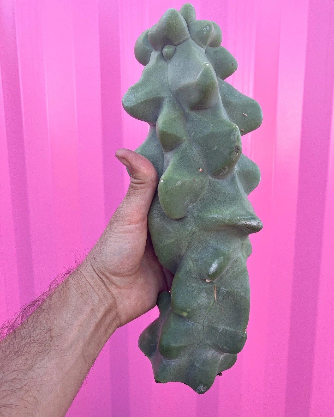 Totem Pole Obesa Cactus Cuttings | 9.5-12 Inches | Unique Columnar Succulent | Lophocereus schottii var. monstrosus