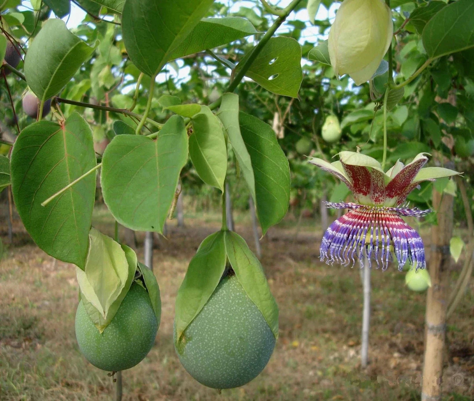 Sweet Calabash Seeds - Passiflora maliformis Tropical Fruit Vine for Planting, 30 Seeds