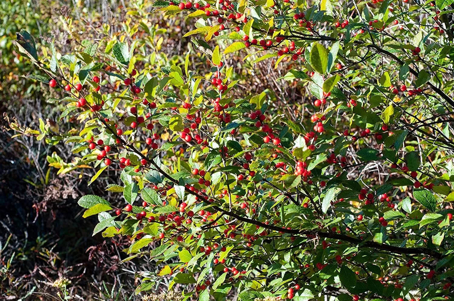 Winterberry Seeds 100pcs for Planting Ilex verticillata Native Deciduous Shrub for Garden Landscape