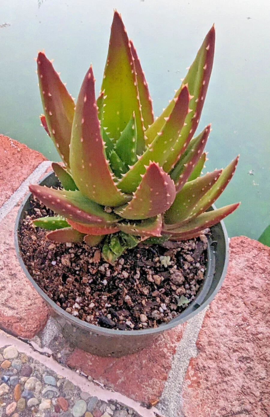 Aloe Nobilis Plant - 5" Golden Toothed Aloe - Mature Succulent Houseplant