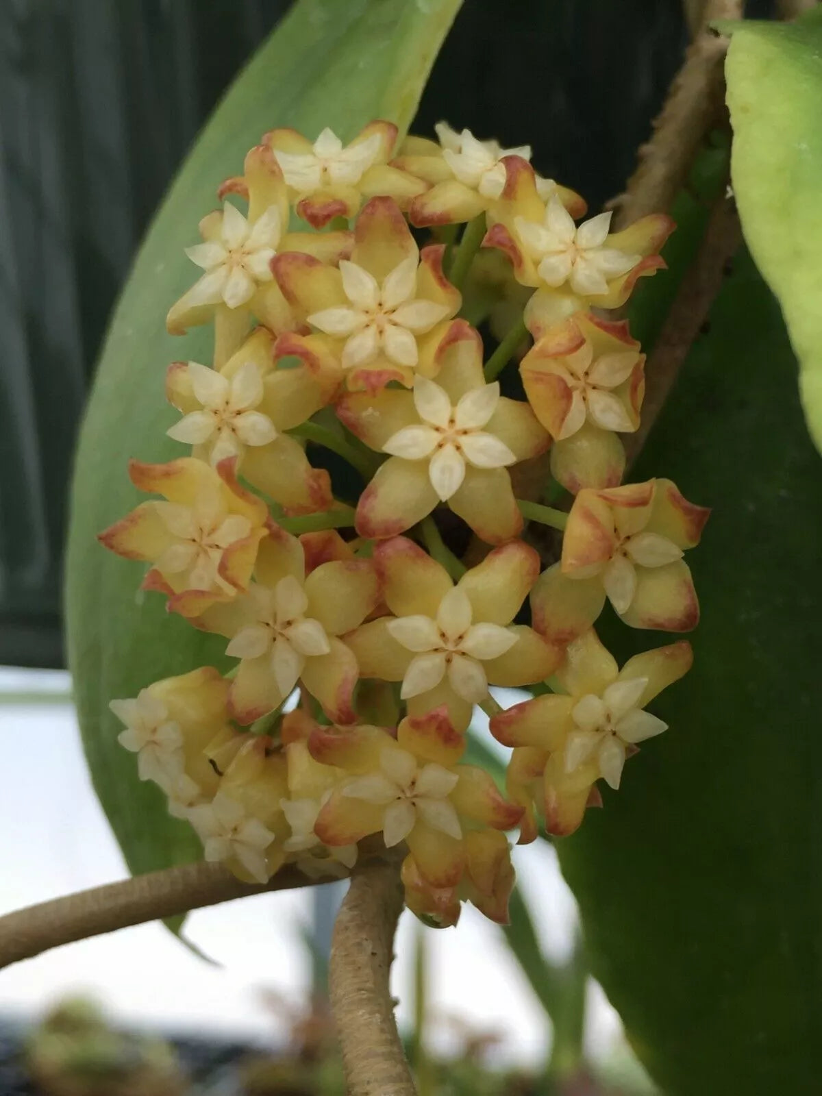 Rare Hoya crassicaulis Rooted Plant in 3" Pot, Indoor Vining Plant, Waxy Green Leaves, Low Maintenance