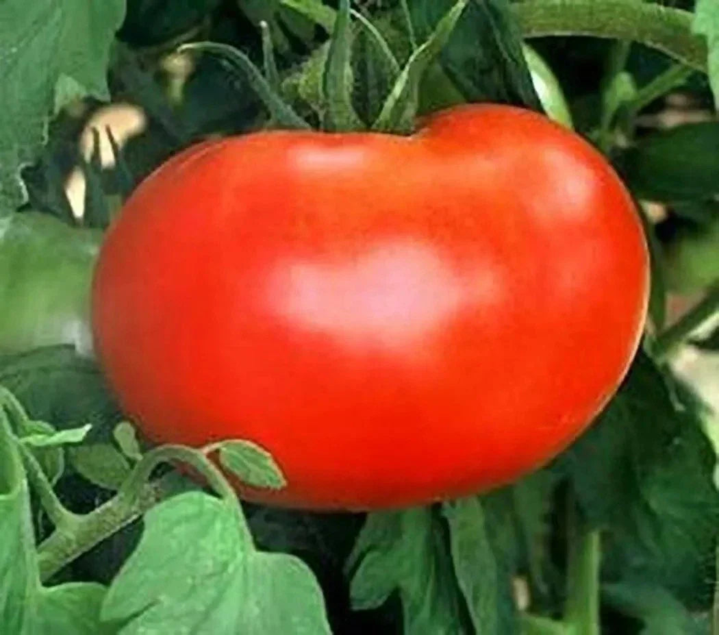 Burpee's Big Boy Tomato Seeds - 30+ Organic Non-GMO Hybrid Seeds